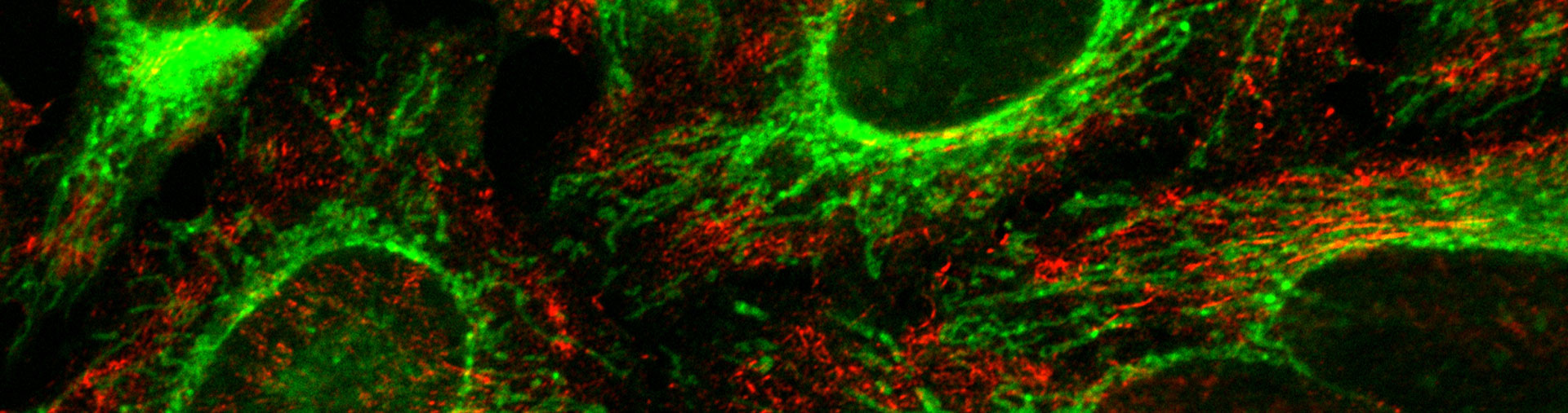 European Bio Imaging Facility - Overview