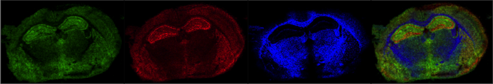 European Bio Imaging Facility - Overview