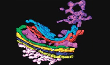 Morpho-functional organization and regulation of the biosynthetic pathway