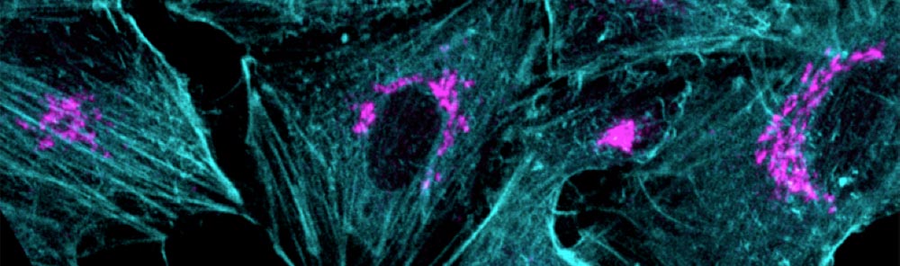 European Bio Imaging Facility - Overview